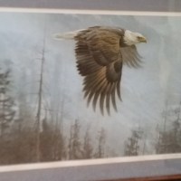 Robert Bateman Majesty on the Wing